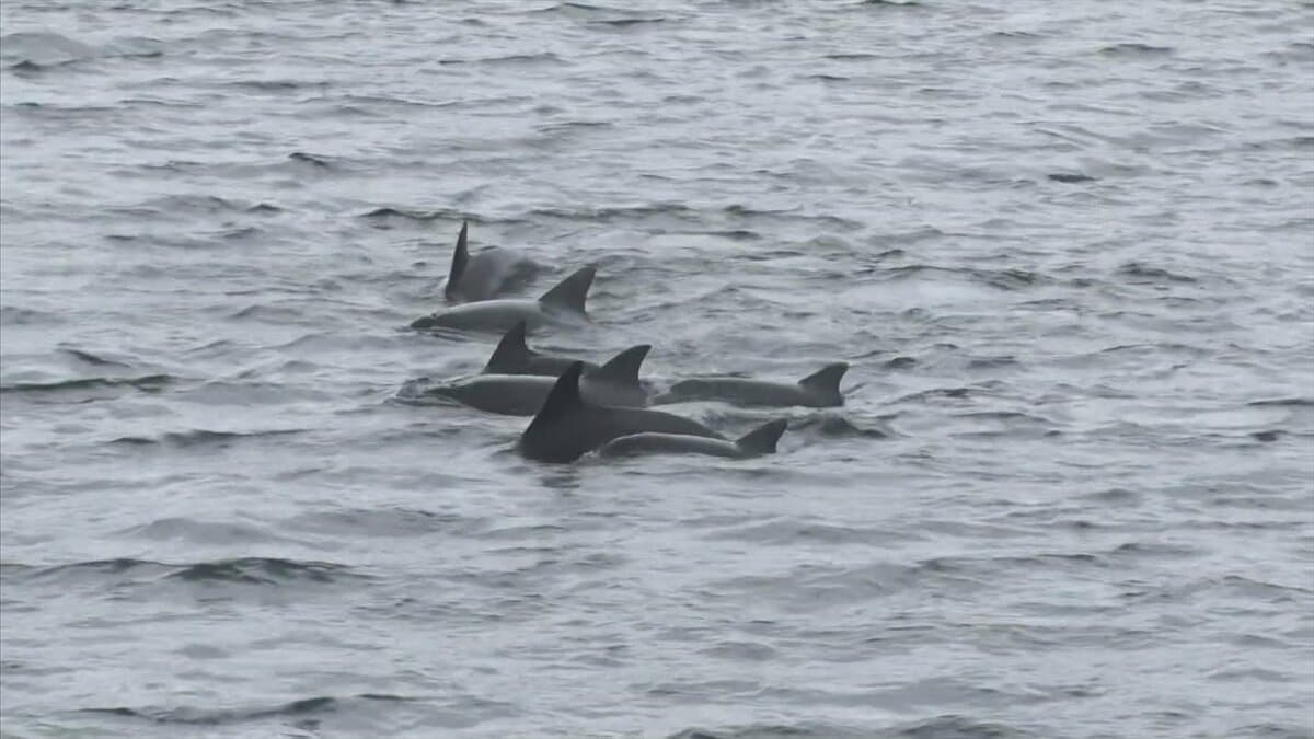 おー飛んでる飛んでる」まるで水族館のショー 港に野生のイルカの群れ