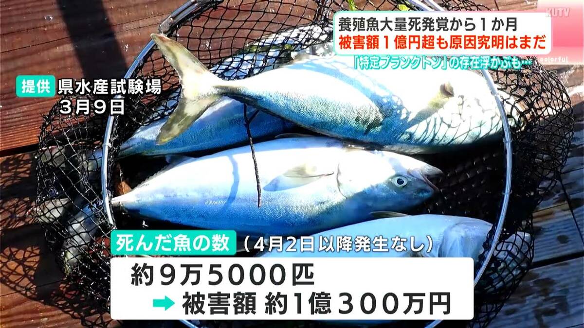湾内で約10万匹の魚が大量死、被害額1億円超…有害物質・病気ではなく調査で“正体不明の植物プランクトン”検出、関係は?「赤潮プランクトンとは違ってサイズ小さい…」【高知・浦ノ内湾】
