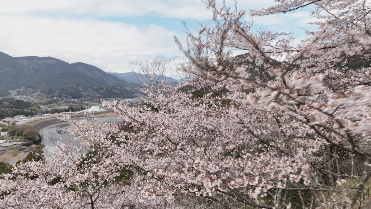 サクラの穴場スポット　遊歩道沿いで咲くソメイヨシノ　斜面一帯が淡いピンクに　山梨・南部町うつぶな公園