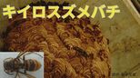 「たった数日でソフトボール大に」?!こんな巣をみかけたら「それはスズメバチ」引っ越しシーズンで“新居”にされていないかチェックを|TBS NEWS DIG