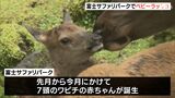 愛らしい姿にキュンです シカの仲間「ワピチ」「ダマジカ」サファリパークで赤ちゃんラッシュ=静岡・裾野市|TBS NEWS DIG