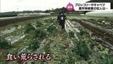 ブロッコリーやキャベツが出荷できない! 畑の野菜が大量に食い荒らされる被害が相次ぐ 犯人は身近な生き物 | MRTニュース | MRT宮崎放送