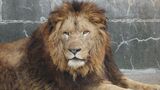 勇姿は6日に公開 「百獣の王」が徳山動物園に帰ってきた!山口県周南市|TBS NEWS DIG