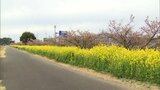 延岡市の五ヶ瀬川沿いで菜の花と河津桜が見ごろに|TBS NEWS DIG