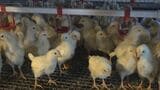 鳥インフル猛威で卵ゼロ…それでも立ち上がった養鶏農家の壮絶な闘い「供給が増えてくれば値段も落ち着く」 | 名古屋・愛知・岐阜・三重のニュース【CBC news】 | CBC web