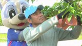 桃の袋掛け作業を「ヴァンくん」がサポート! ヴァンフォーレ甲府のロゴが入った掛け袋も | 山梨のニュース | UTYテレビ山梨