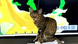 『猫』がテレビ前占拠、“天気予報の棒”が気になる…黄砂の予報が見えないけど「癒やされる」【動画あり】 | 高知のニュース・天気|KUTV NEWS | KUTVテレビ高知