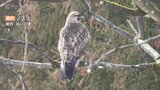 野鳥から鳥インフルエンザ 陽性反応 コハクチョウは感染確定で警戒強まる 富山 | 富山のニュース|天気・防災|チューリップテレビ
