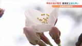 3月中に甲府の桜は満開に!? 3月17日に甲府地方気象台がソメイヨシノの開花を発表 | 山梨のニュース | UTYテレビ山梨