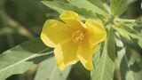 見た目はまるで“花畑”…米を脅かす最強植物「オオバナミズキンバイ」駆除始まる 切れ端からも完全再生 繁殖力との戦い | 名古屋・愛知・岐阜・三重のニュース【CBC news】 | CBC web