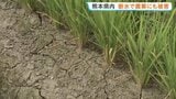 熊本県内 断水で農業にも被害　農林水産業関連の被害額は約233億円 さらに増加する見込み【熊本地震】|TBS NEWS DIG