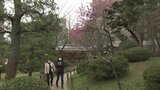 春の訪れを告げる「桃見茶会」ハナモモは今が見頃　広島市の縮景園　|　RCC NEWS | 広島ニュース | RCC中国放送