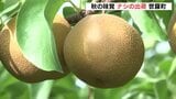 秋の味覚世羅なしの出荷はじまる 「水不足が心配されたが職員が協力して」 甘味は上々|TBS NEWS DIG
