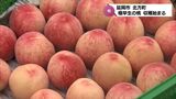 天候に恵まれ甘さや玉太りもよい　極早生品種の「桃」収穫が延岡市北方町で始まる　|　MRTニュース ｜ ＭＲＴ宮崎放送