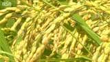 米価下落による離農懸念に花角新潟県知事 「コメの安定生産・流通は国家的な課題」 コメ主産県として国へ要望へ | 新潟のニュース・天気|BSN NEWS|BSN新潟放送