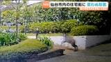 思わぬ珍客!?仙台・宮城野区の住宅街を疾走 ドラレコにも捉えられた瞬間 | 宮城のニュース│tbc NEWS│tbc東北放送