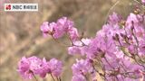 ゲンカイツツジが見ごろ 長崎県対馬 | 長崎のニュース | 天気 | NBC長崎放送