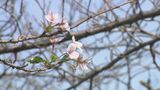 猛暑で桜も夏バテ⁉紅葉のはずが…葉がない　理由は一旦葉を落として水分蓄える自己防衛　落ちた葉の代わりに光合成するための芽吹きや春と勘違いした開花も　桜にとっても試練の夏|TBS NEWS DIG