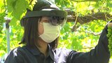 農業を学ぶ高校生たちがスマートグラスを活用したブドウの房づくりを体験 山梨・農林高校|TBS NEWS DIG