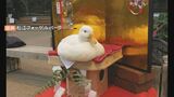 鏡餅…ではなくアヒル！？人気のお散歩は干支一回り…ウサギなペンギン　島根県松江市　|　BSSニュース | BSS山陰放送