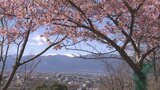 「桜の名所に育てたい」　ソメイヨシノおよそ100本の苗木を植樹　山梨・大蔵経寺山　|　山梨のニュース | ＵＴＹテレビ山梨