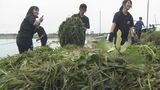 熊本学園大付属高校インターアクトクラブ 初の奉仕活動は水草の除去 | 熊本のニュース|RKK NEWS|RKK熊本放送