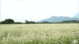 約107ヘクタールの畑を埋め尽くす真っ白な絨毯の正体は“ソバ”　花が見ごろに|TBS NEWS DIG