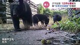 「1頭1頭冬眠に入る時期も違う、予測がたたない」クマの異常出没、前年比15倍 年末まで警戒を 富山|TBS NEWS DIG