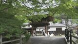 新緑の「青もみじ」が見頃に 涼しげに参道を覆う 愛知・豊橋市の普門寺|TBS NEWS DIG