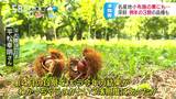 長野・小布施町の名産の「栗」に異変　地元の栗菓子店も不安…|TBS NEWS DIG