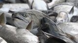 養殖「釜石はまゆりサクラマス」水揚げ始まる 試食会も 岩手・釜石市|TBS NEWS DIG