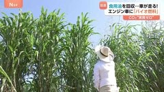 巨大植物が未来のエネルギー事情を変える？“実質CO2を出さない”「バイオ燃料」開発加速| TBS CROSS DIG with Bloomberg