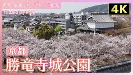 【4K】桜が彩る明智光秀ゆかりの城跡 京都・勝竜寺城公園【JNN sakuraドローンDIG 2025】|TBS NEWS DIG