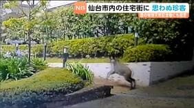 思わぬ珍客!?仙台・宮城野区の住宅街を疾走 ドラレコにも捉えられた瞬間|TBS NEWS DIG