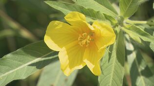 見た目はまるで“花畑”…米を脅かす最強植物「オオバナミズキンバイ」駆除始まる 切れ端からも完全再生 繁殖力との戦い | 名古屋・愛知・岐阜・三重のニュース【CBC news】 | CBC web