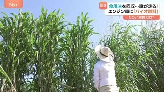 巨大植物が未来のエネルギー事情を変える?“実質CO2を出さない”「バイオ燃料」開発加速| TBS CROSS DIG with Bloomberg