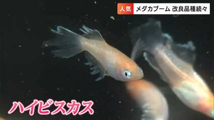 メダカ4匹セットで190万円！（新車1台買える）「奥深きメダカの世界