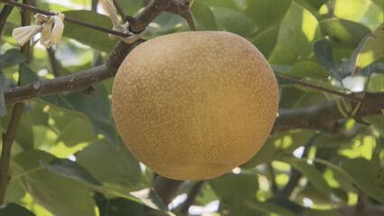 ⚠️ Rosegarden⚠️茨城県産　梨/甘ひびき　秀品/10キロ 糖度13以上…甘くて大きい梨「甘ひびき」の収穫始まる 愛知・安