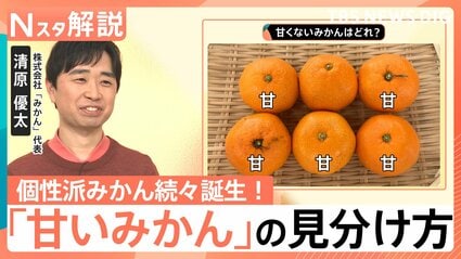 簡単「甘いみかん」の見分け方！人気上昇「紅まどんな」の魅力＆“200種