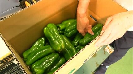 大きさは2倍以上で重さは3倍から4倍 甘味が強く苦みが少ない ジャンボ