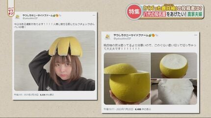あおいページA「晩白柚＋上野早生」セット バズったバンペイユ（晩白柚）」SNSで売上10倍！？投稿した若手農家