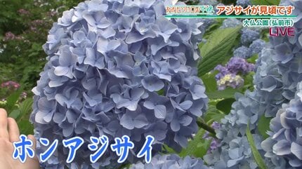 2500株の紫陽花（アジサイ）今が見頃！弘前・大仏公園へ なぜ『白』が