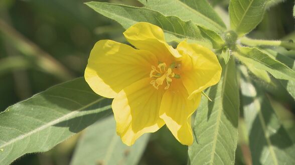 見た目はまるで“花畑”…米を脅かす最強植物「オオバナミズキンバイ」駆除始まる 切れ端からも完全再生 繁殖力との戦い | 名古屋・愛知・岐阜・三重のニュース【CBC news】 | CBC web