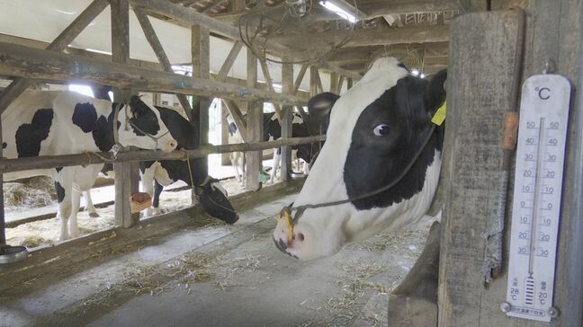 「モ～暑すぎる」…牛も夏バテ、乳の量が1頭あたり平均で１リットル減　対策は？　エサにも工夫|TBS NEWS DIG