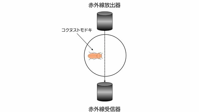 「太く短い生涯か、細く長い生涯か」運動活性が昆虫の「生き方」を決める仕組みを解明【東京大学・岡山大学など】|TBS NEWS DIG