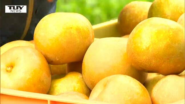 「全然味が違う」客も太鼓判！酒田の秋の味覚・刈屋梨の収穫最盛期　しかし台風１０号が心配で・・・（山形）|TBS NEWS DIG