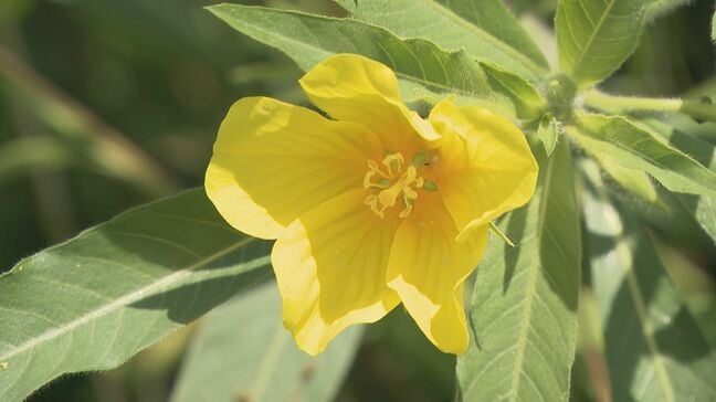 見た目はまるで“花畑”…米を脅かす最強植物｢オオバナミズキンバイ｣駆除始まる 切れ端からも完全再生 繁殖力との戦い|TBS NEWS DIG