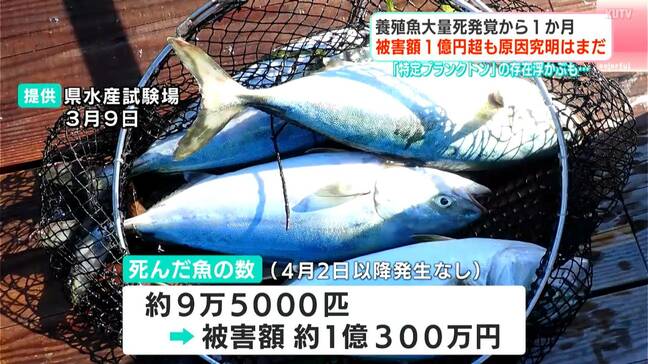湾内で約10万匹の魚が大量死、被害額1億円超…有害物質・病気ではなく調査で“正体不明の植物プランクトン”検出、関係は?「赤潮プランクトンとは違ってサイズ小さい…」【高知・浦ノ内湾】|TBS NEWS DIG