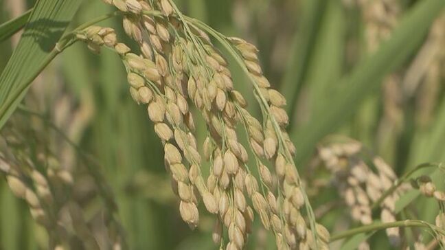 備蓄米の店頭価格が決まった仕組み　入札方式と随意契約の違いがカギ　今後の新米価格は一体どうなる？|TBS NEWS DIG