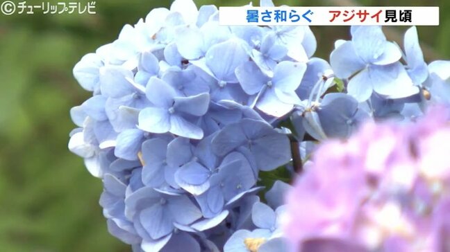 梅雨前線の影響で広い範囲で雨　気温はさほど上がらず暑さ和らぐ一日に　富山|TBS NEWS DIG
